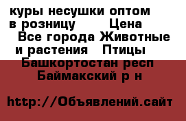 куры несушки.оптом 160 в розницу 200 › Цена ­ 200 - Все города Животные и растения » Птицы   . Башкортостан респ.,Баймакский р-н